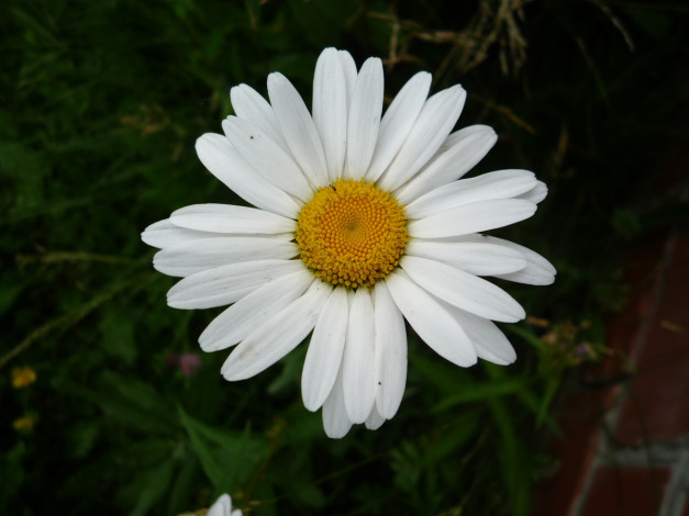 Обои картинки фото цветы, ромашки