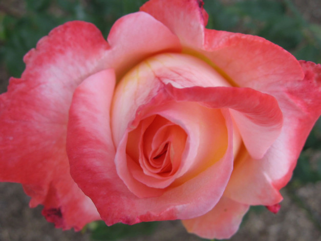 Обои картинки фото цветы, розы