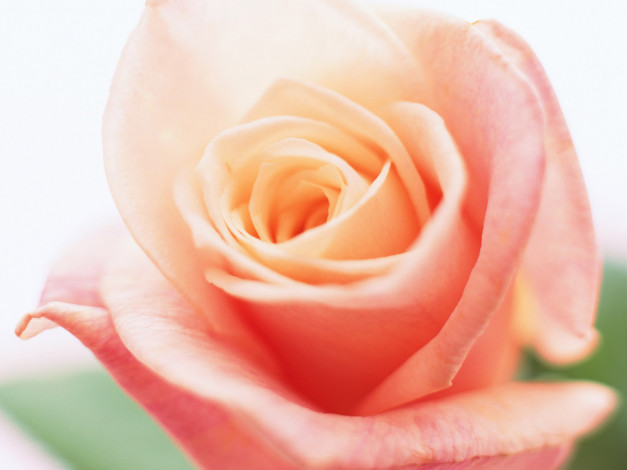 Обои картинки фото цветы, розы