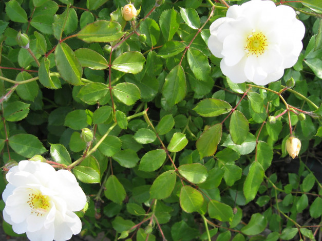 Обои картинки фото цветы, шиповник