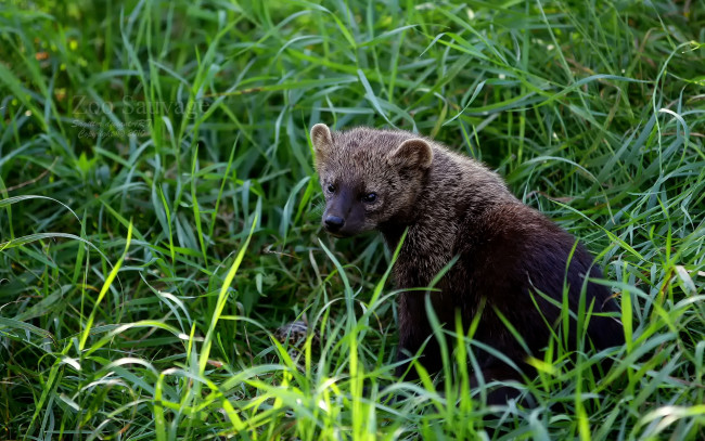 Обои картинки фото животные, гиены, гиеновые, собаки