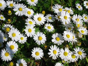 Картинка цветы маргаритки луг ромашки