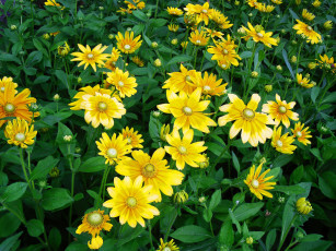 Картинка цветы рудбекия луг