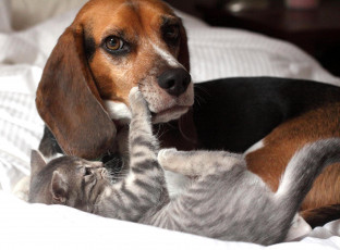 Картинка животные разные+вместе кошка собака