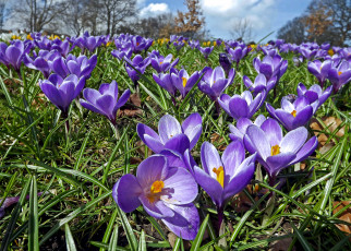 Картинка цветы крокусы луг трава