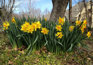 Картинка цветы нарциссы газон