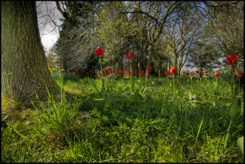 Картинка цветы тюльпаны лес поляна трава
