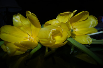 Картинка цветы тюльпаны желтые