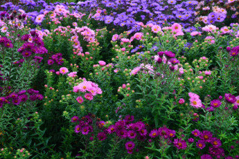 Картинка цветы астры сад