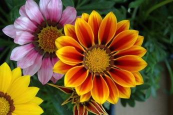 Картинка цветы газания цветок лепестки