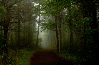 Картинка природа дороги туман дорога лес