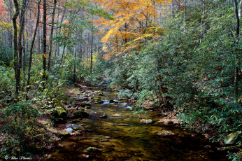 Картинка природа реки озера лес ручей