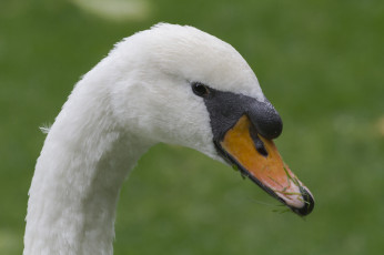 Картинка животные лебеди клюв профиль голова лебедь