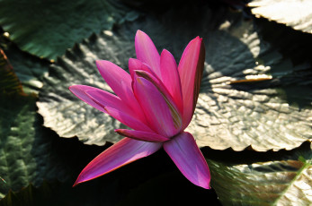 Картинка цветы лилии+водяные +нимфеи +кувшинки листья цветок вода