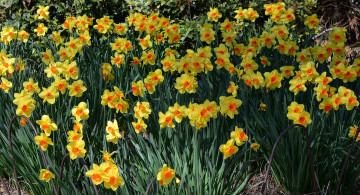 Картинка цветы нарциссы газон