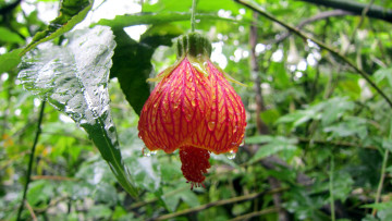 Картинка цветы экзотика