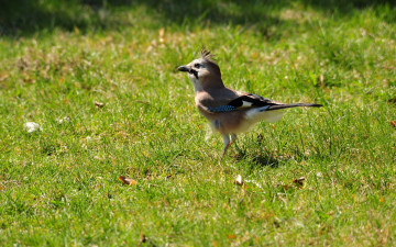 Картинка животные сойки трава