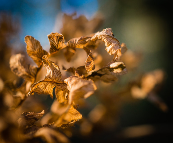 Обои картинки фото природа, листья, желтые, макро