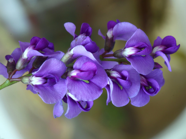 Обои картинки фото цветы, душистый горошек, стебель, цветки