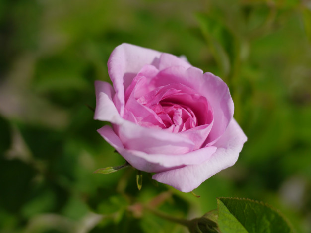 Обои картинки фото цветы, розы, роза, бутон, макро