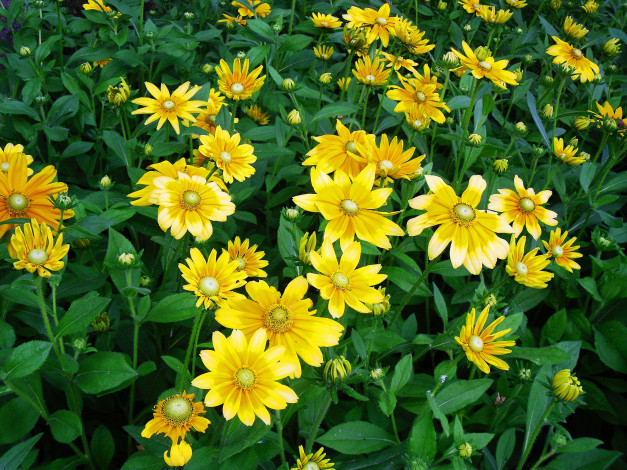 Обои картинки фото цветы, рудбекия, луг