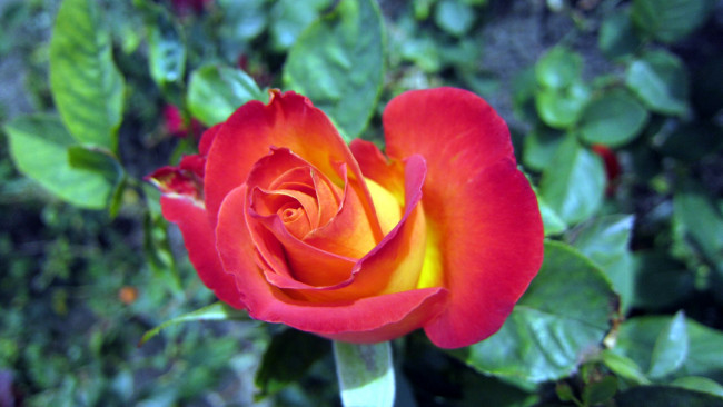 Обои картинки фото цветы, розы, бутон