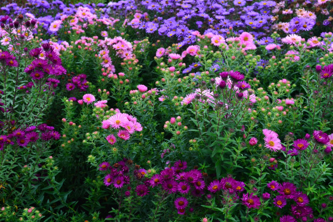Обои картинки фото цветы, астры, сад