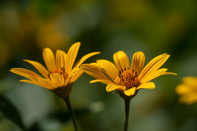 Обои картинки фото цветы, лепестки, тычинки