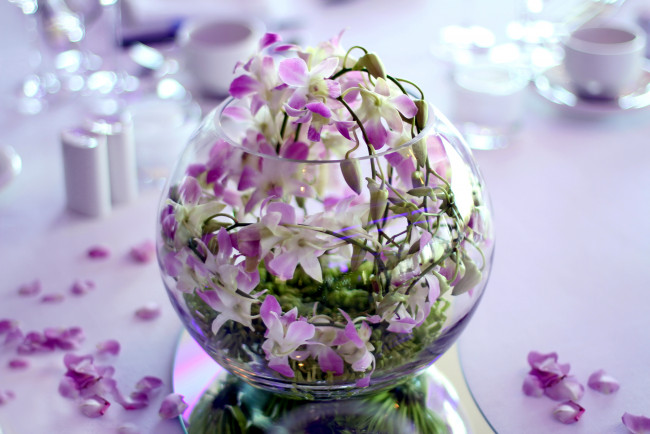 Обои картинки фото цветы, орхидеи, нежность