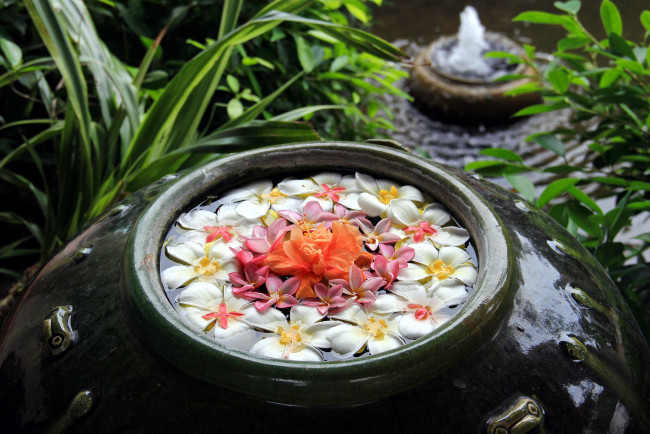 Обои картинки фото цветы, разные вместе, гибискус, плюмерия