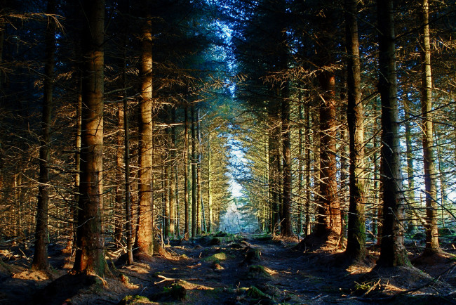 Обои картинки фото природа, лес, дорога, ели, ле