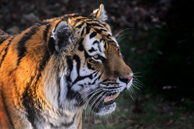 Обои картинки фото животные, тигры, морда, амурский, тигр