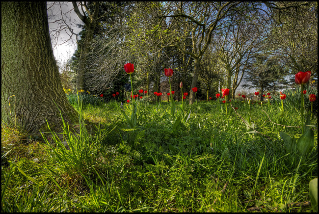 Обои картинки фото цветы, тюльпаны, лес, поляна, трава