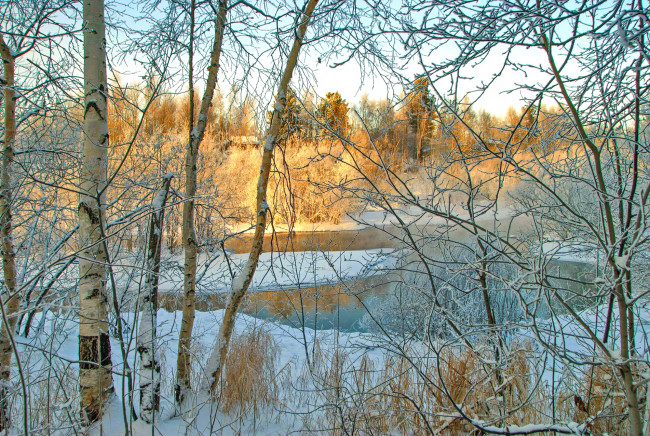 Обои картинки фото природа, зима, снег, деревья