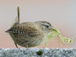Картинка животные птицы птичка