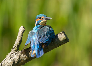 Картинка животные зимородки рыболов