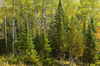 Картинка природа лес