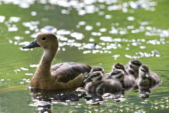Картинка животные утки птенцы утка