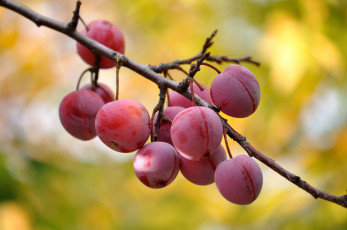Картинка природа плоды сливы ветка