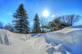 Картинка природа зима ели снег