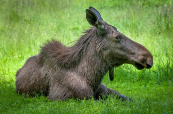 Картинка животные лоси сохатый