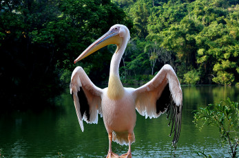 Картинка животные пеликаны пеликан