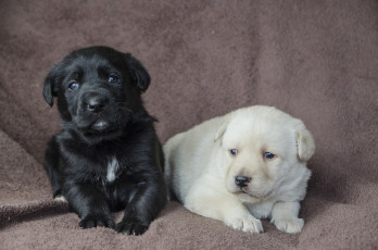 Картинка животные собаки щенята