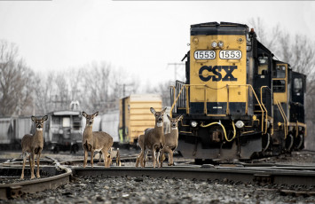 Картинка животные олени переезд