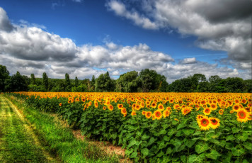 Картинка природа дороги поле дорога подсолнухи