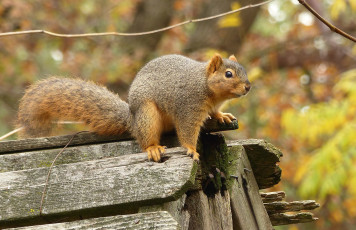 Картинка животные белки белка