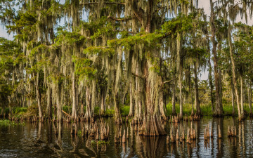 Картинка природа тропики мангры вода