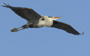 Картинка животные аисты марабу