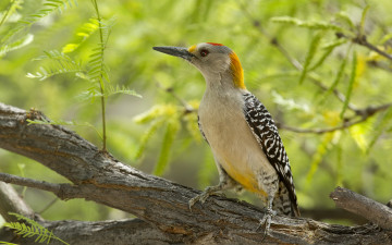 Картинка животные дятлы дятел