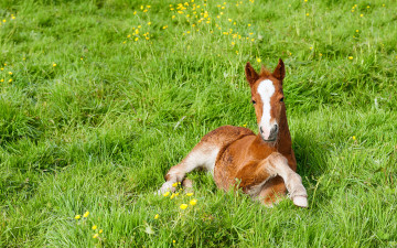 Картинка животные лошади жеребенок